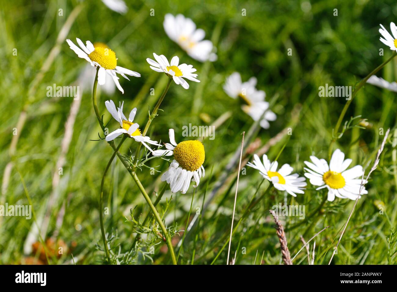 Wilde echinacea purpurea Blumen, weiß, mit gelben Kegelköpfen und weißen Kronblättern. Wilder Sommergarten in Irland mit grünem Gras Stockfoto