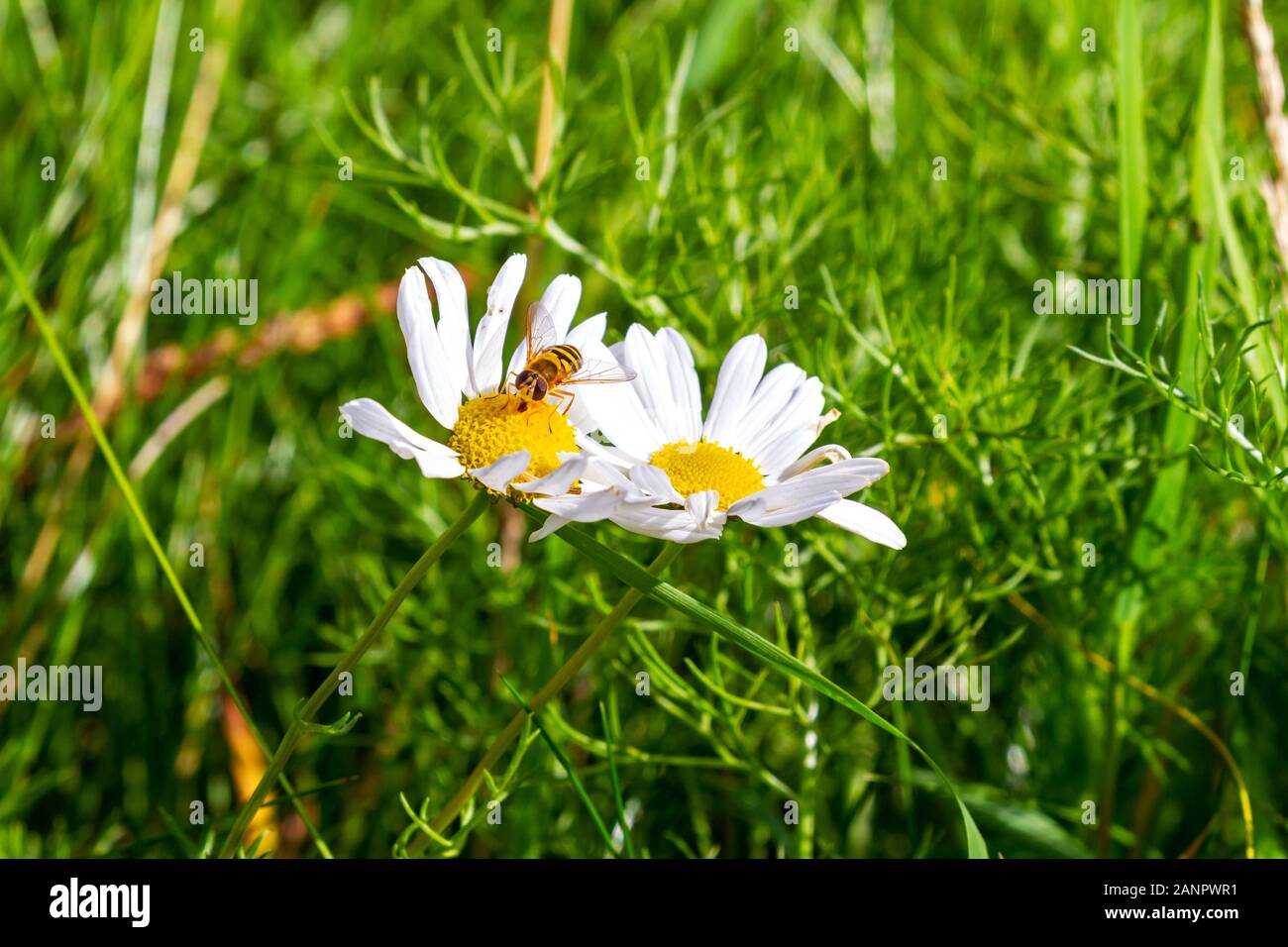 Biene sammelt Pollen von Echinacea coneflower Blume. Echinacea purpurea, PowWow White, Gelber Kegelkopf und weiße Blütenblätter. Garten in Irland Stockfoto