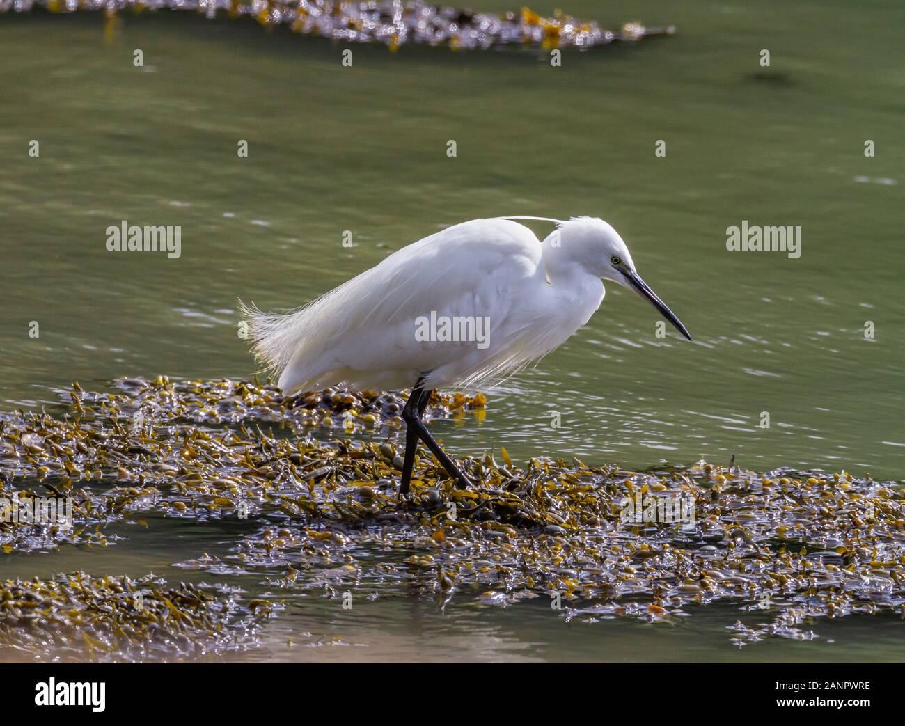 Kleiner Egrettvogel, schneeweißer Reiher, Egretta garzetta, auf der Suche nach Nahrung im Wasser. Blase Rack Seaweed, Fucus vesiculosus, Irland. Weiße Federn Stockfoto