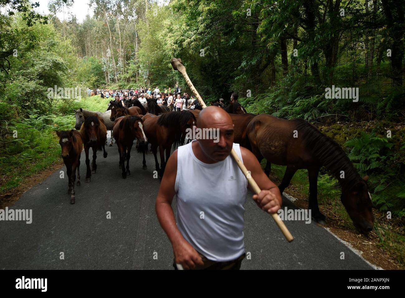 SABUCEDO, Spanien - 6./7. Juli 2019 - Die Rapa das Bestas (Scherung der Tiere) 2019 in Sabucedo Galicien Spanien statt Stockfoto