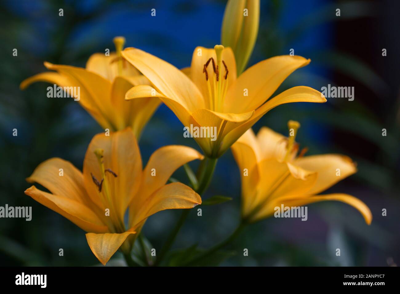 Gelbe Lilie im Garten. Stockfoto