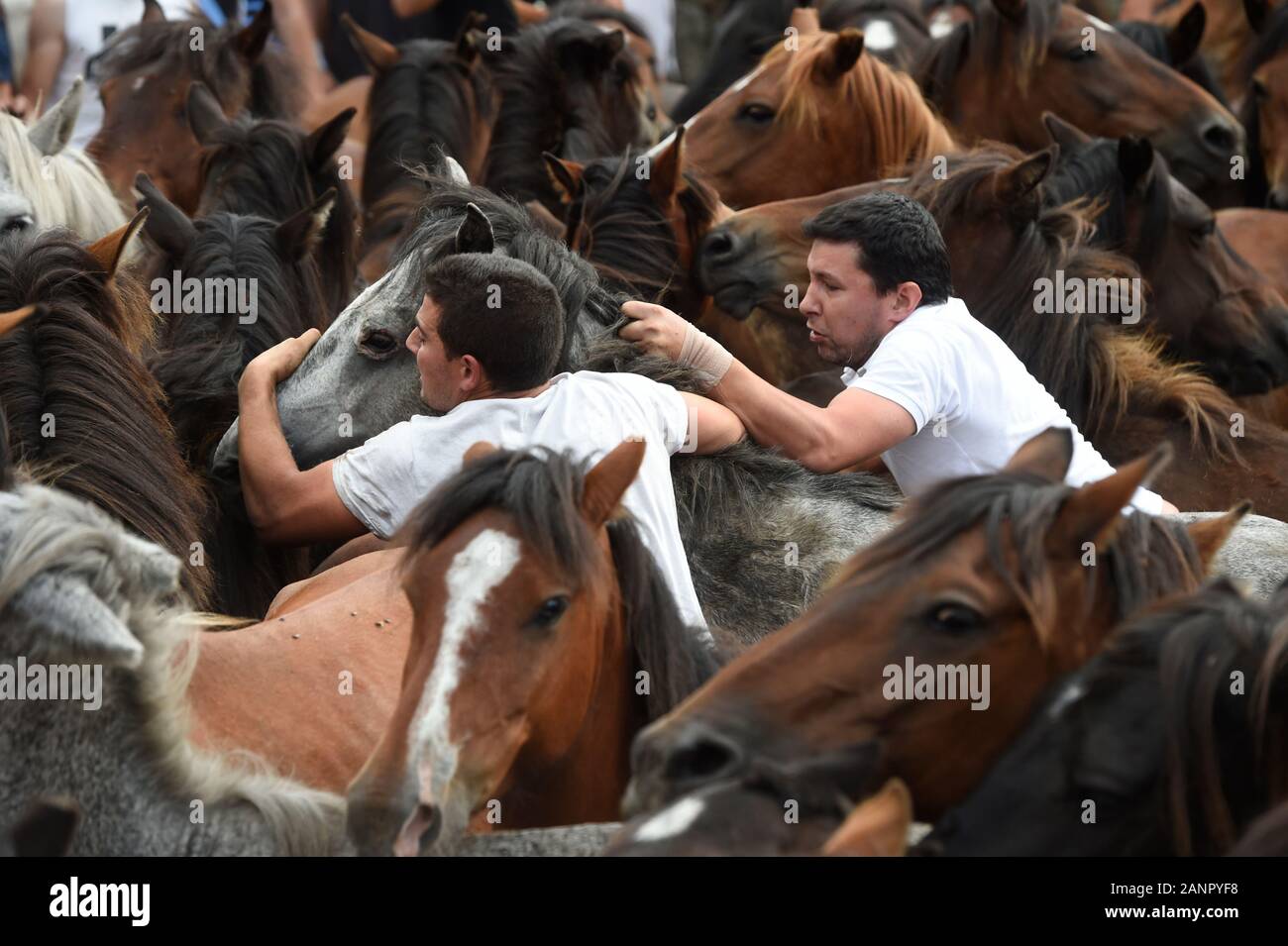 SABUCEDO, Spanien - 6./7. Juli 2019 - Die Rapa das Bestas (Scherung der Tiere) 2019 in Sabucedo Galicien Spanien statt Stockfoto