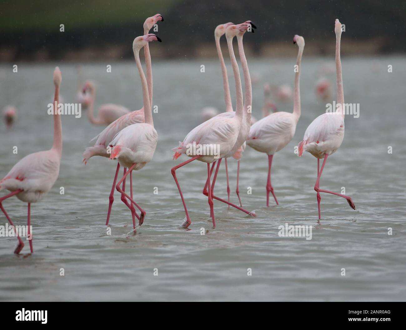 Spaziergang Gruppe von Flamingos in Salt Lake in der Nähe von Larnaca, Zypern. Stockfoto