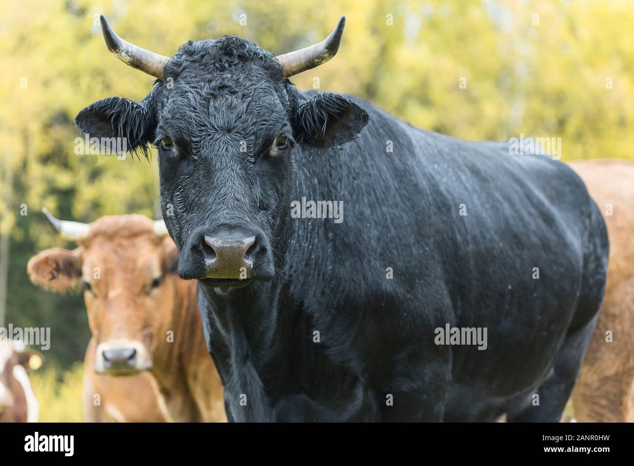 Schwarze und braune Kühe kommen in der Nähe des gelben Herbstfarben im grünen Gras Stockfoto