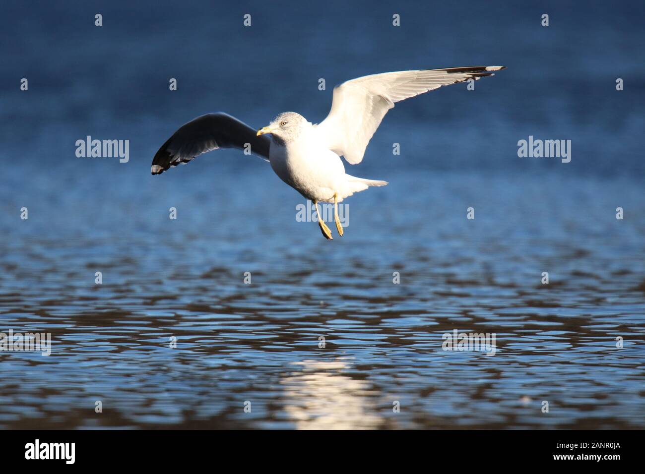 Ring-Billed Gull Larus delawarensis über einem See im Winter fliegen Stockfoto