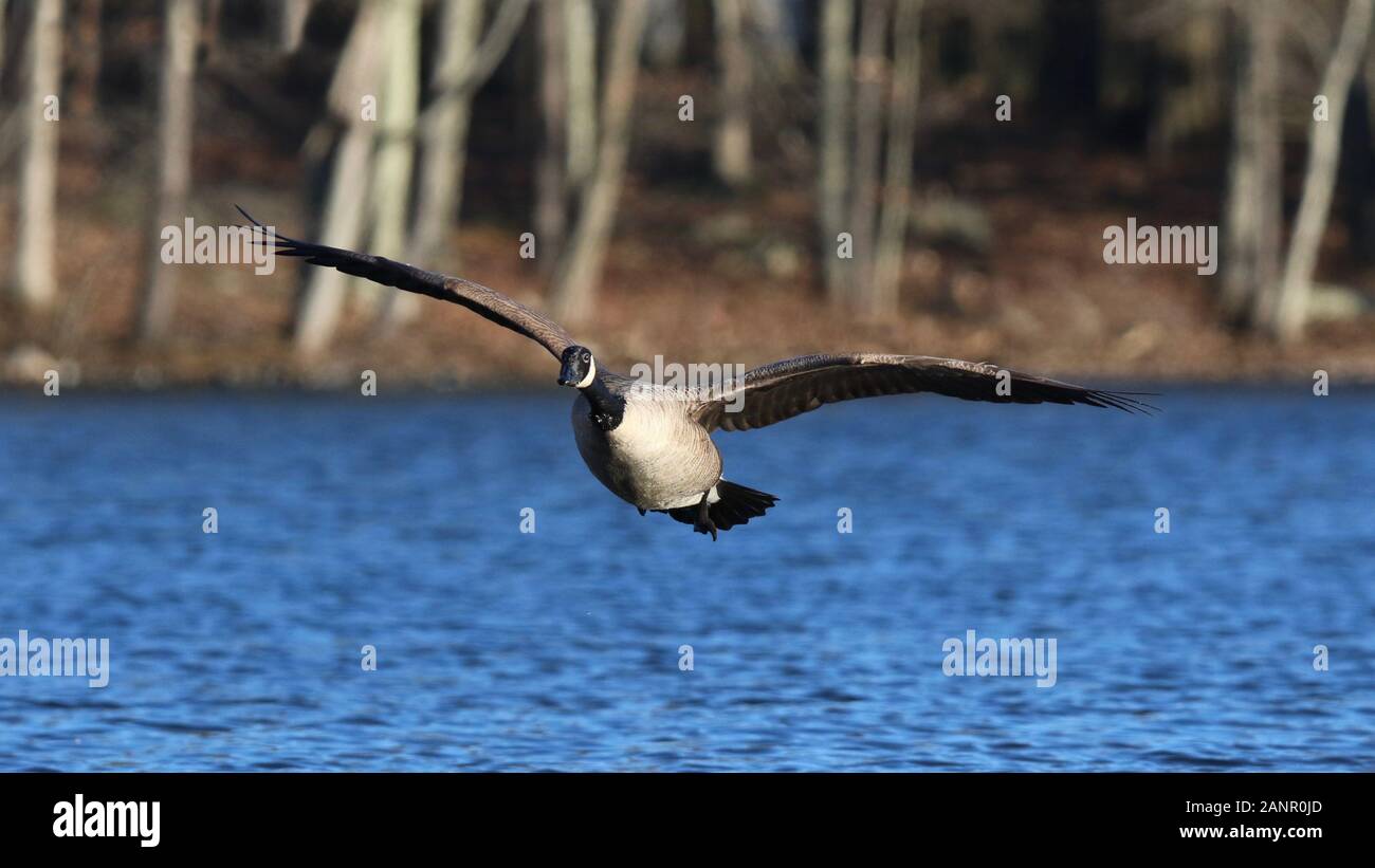 Ein einsamer Kanadagans Branta canadensis über einen blauen See im Winter fliegen Stockfoto