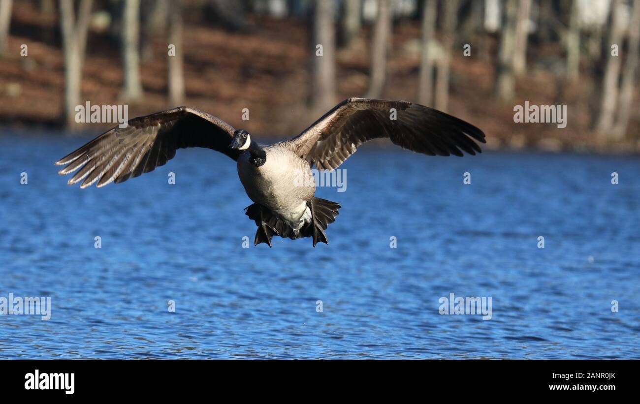 Ein einsamer Kanadagans Branta canadensis über einen blauen See im Winter fliegen Stockfoto