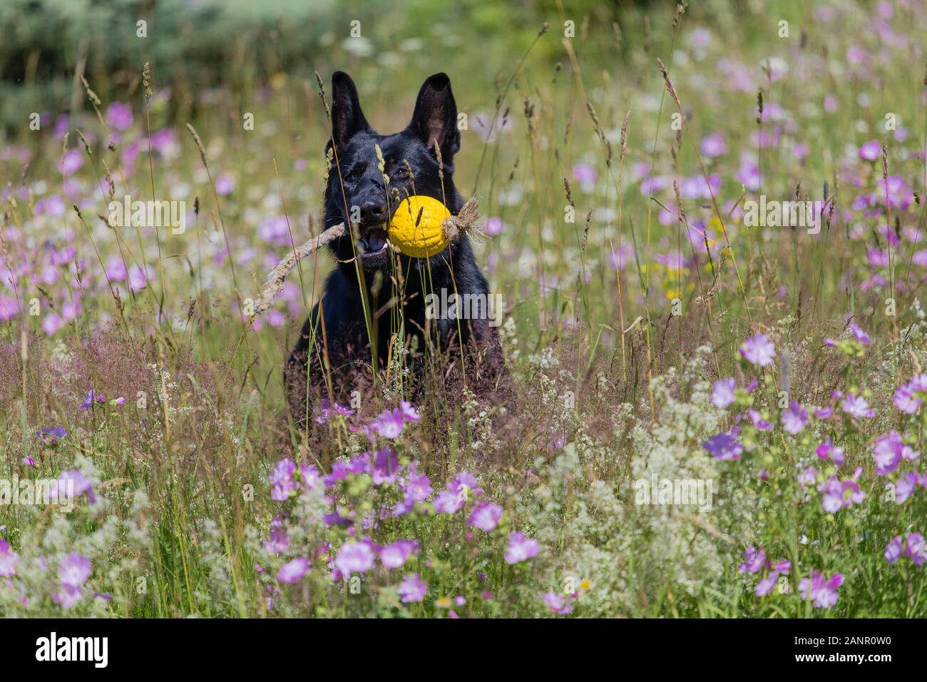 Schwarzer Schäferhund läuft auf einem Feld mit einer blühenden Wiese Stockfoto