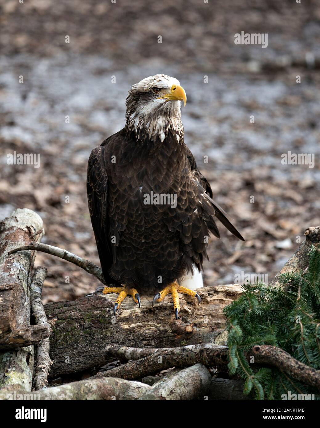 Weißkopfseeadler juvenile Bild thront seitlich auf ein Protokoll mit bokeh Hintergrund genießen ihre Umwelt und Umgebung. Stockfoto