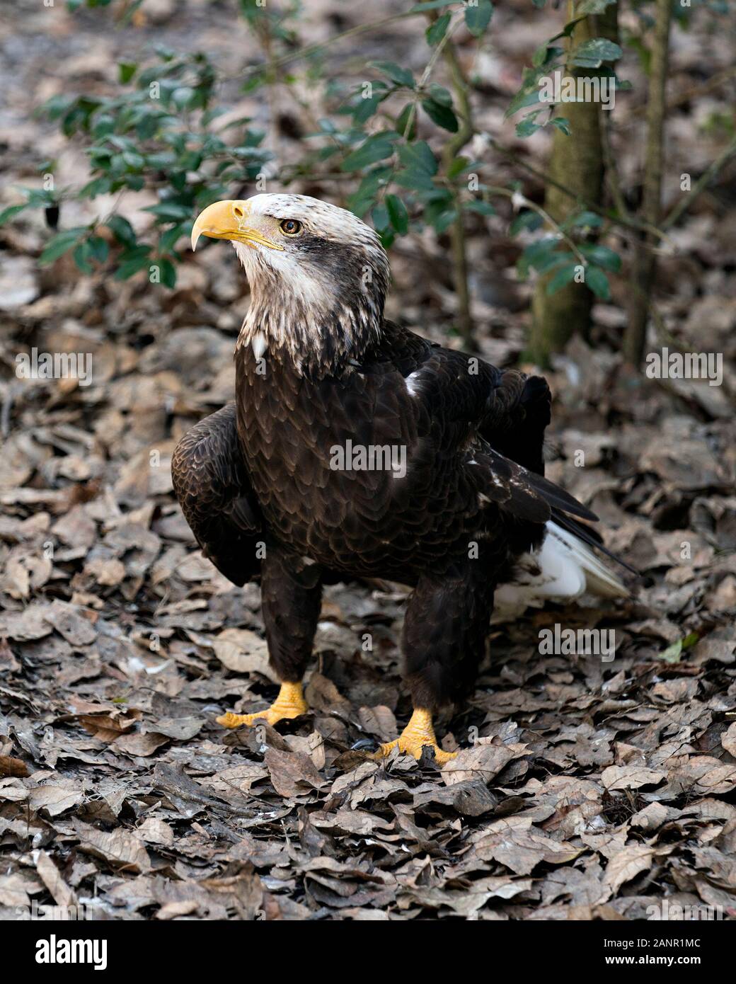 Weißkopfseeadler juvenile Bild seitlich auf den Boden Anzeige braunen Federn Gefieder, gelben Schnabel, gelb Talons mit bokeh Hintergrund. Stockfoto