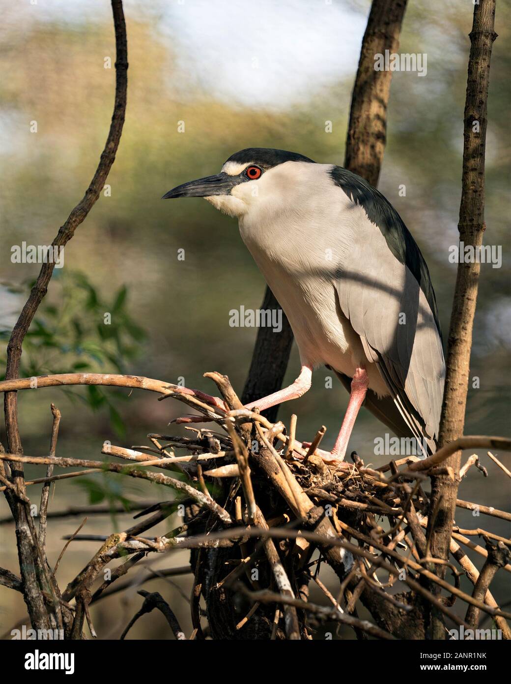 Schwarz - gekrönte Night Heron Nahaufnahme thront auf einem Zweig der mit bokeh Hintergrund genießen ihre Umwelt und Umgebung. Stockfoto