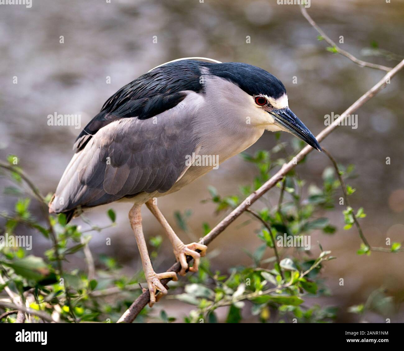 Schwarz - gekrönte Night Heron Nahaufnahme thront auf einem Zweig mit bokeh Hintergrund genießen ihre Umwelt und Umgebung. Stockfoto