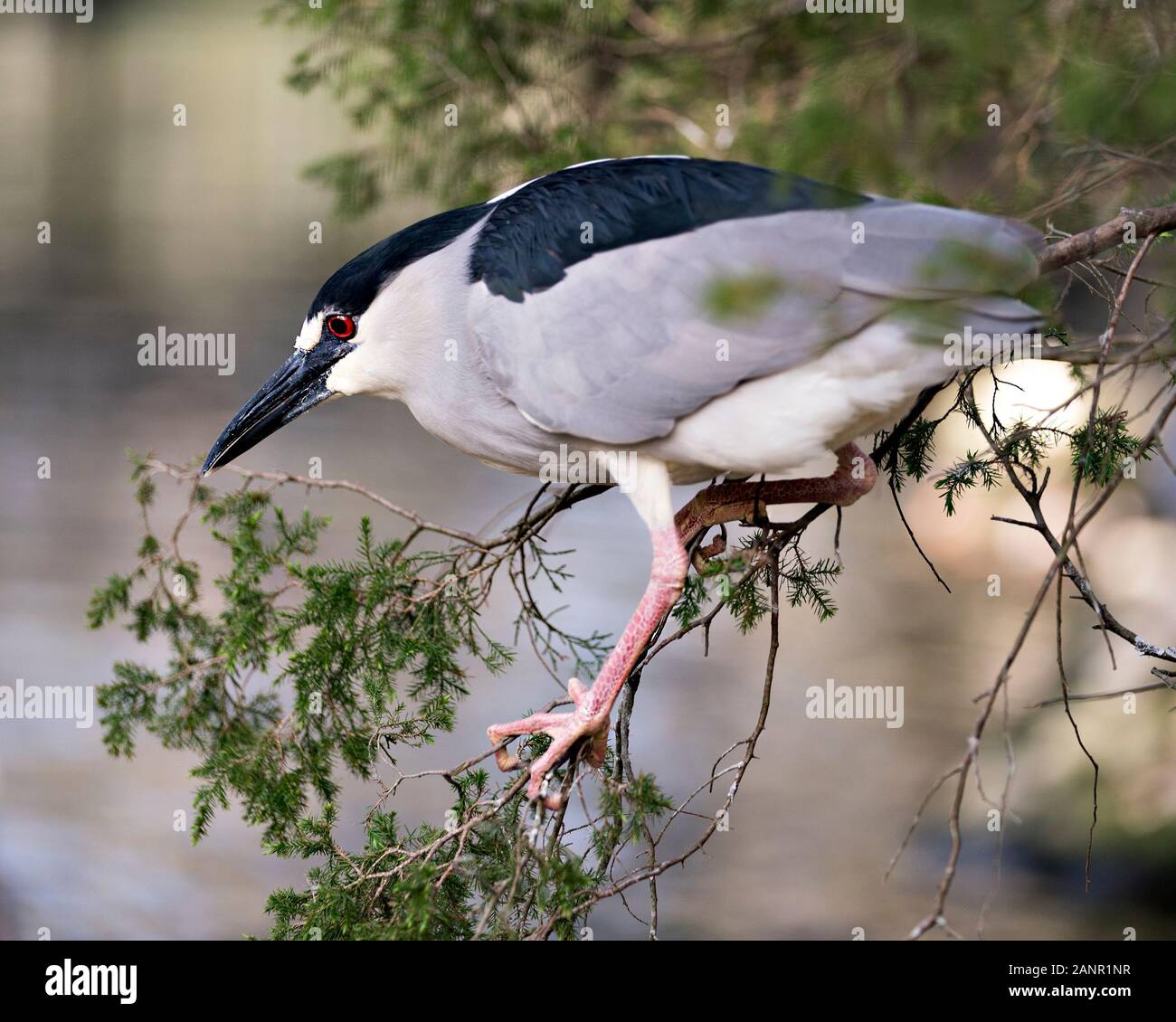 Schwarz - gekrönte Night Heron Nahaufnahme thront auf einem Zweig mit bokeh Hintergrund genießen ihre Umwelt und Umgebung. Stockfoto