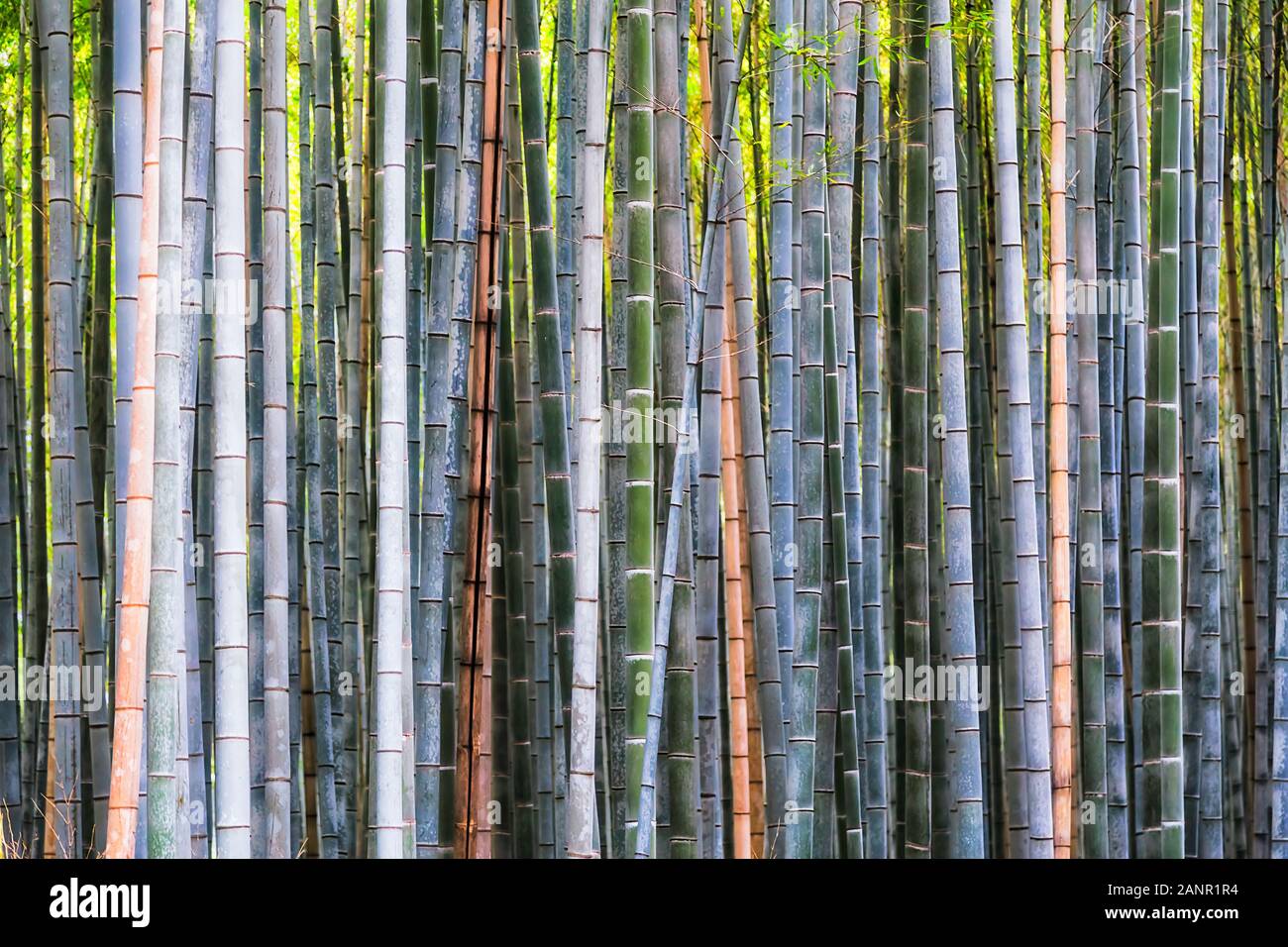 Japan bambus landschaft -Fotos und -Bildmaterial in hoher Auflsung  Alamy