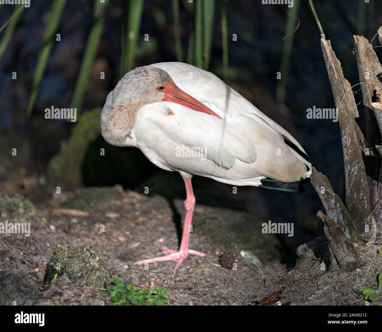 White Ibis Vogel Bild stehen auf einem Fuß und sein Kopf und Schnabel auf seinen weißen Federn mit Laub Hintergrund genießen ihre Umwelt. Stockfoto White Ibis Vogel Bild stehen auf einem Fuß und sein Kopf und Schnabel auf seinen weißen Federn mit Laub Hintergrund genießen ihre Umwelt. Stockfoto