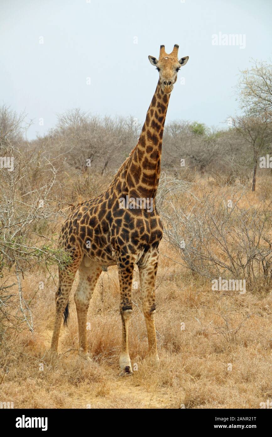 Giraffen im Krüger Nationalpark Südafrika wildlife Stockfoto