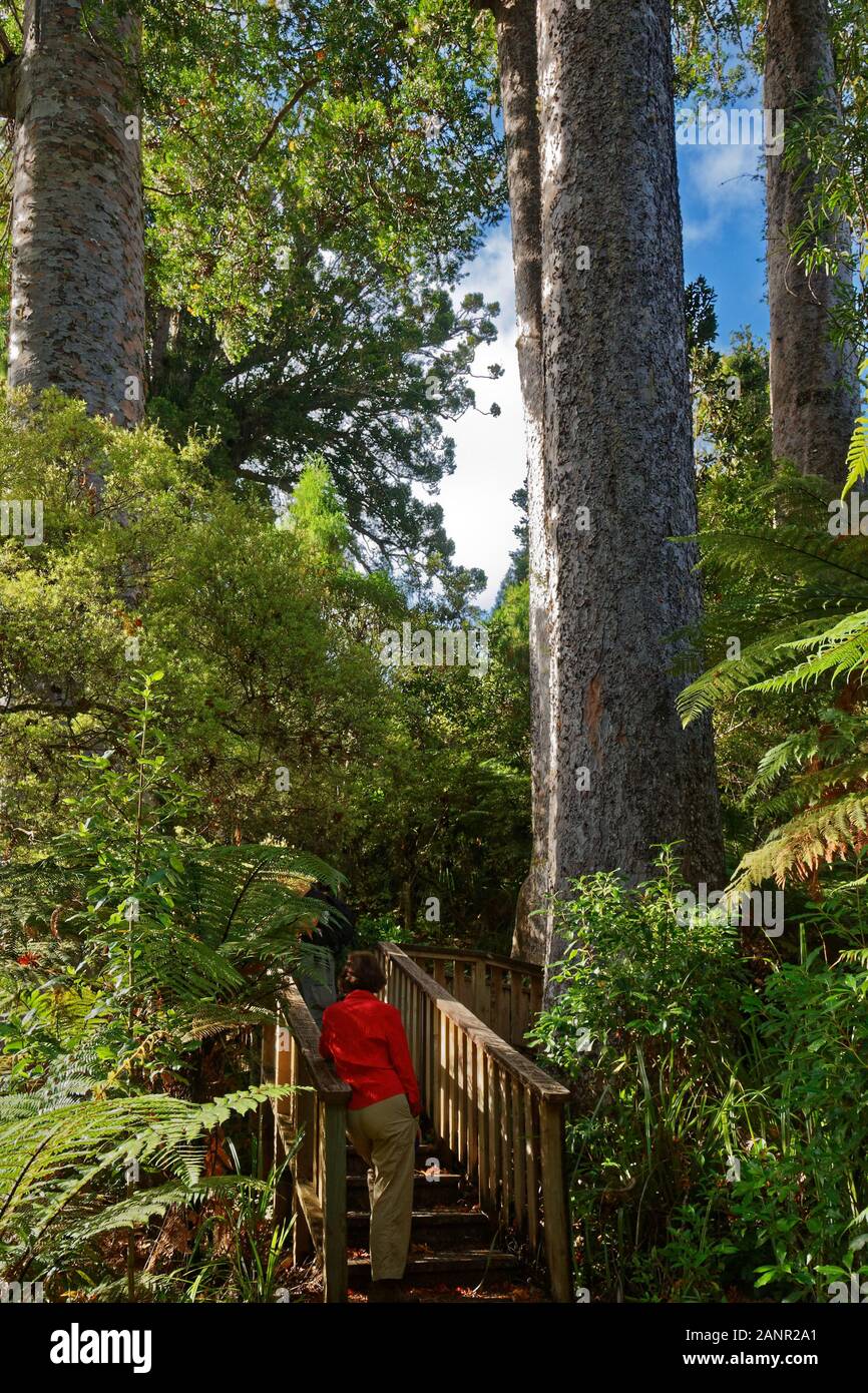 Ein Tourist in Waiau Kauri Tree Grove, Coromandel Halbinsel, North Island, Neuseeland. Stockfoto