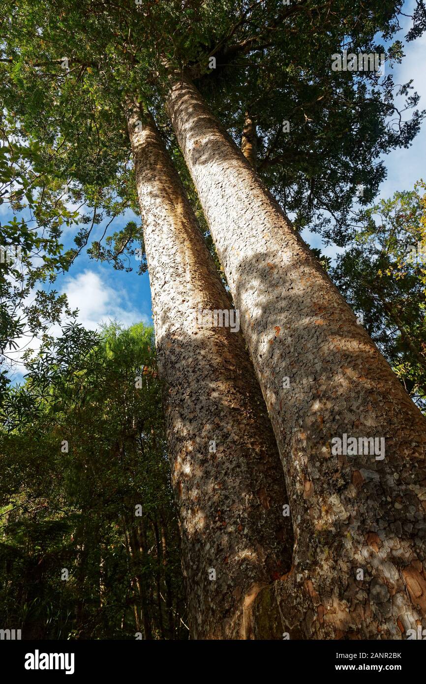 Die siamesischen Zwillinge Kauri Baum, Agathis Australis, die allgemein von den Māori-Name Kauri bekannt, Coromandel Halbinsel, Neuseeland. Stockfoto