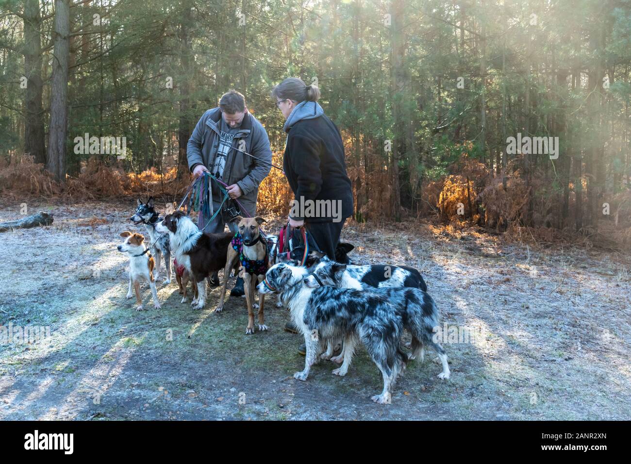 Professionelle dog Walker mit viel Hunde an der Leine, Großbritannien Stockfoto