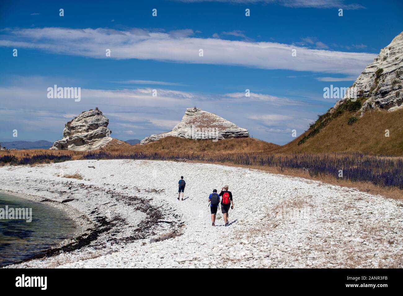 Kaikoura, Neuseeland: der Auftrieb durch das Erdbeben 2016 drückte Land aus dem Wasser, von den Weißen gezeigt - farbige Felsen nun klar der Gezeiten Stockfoto