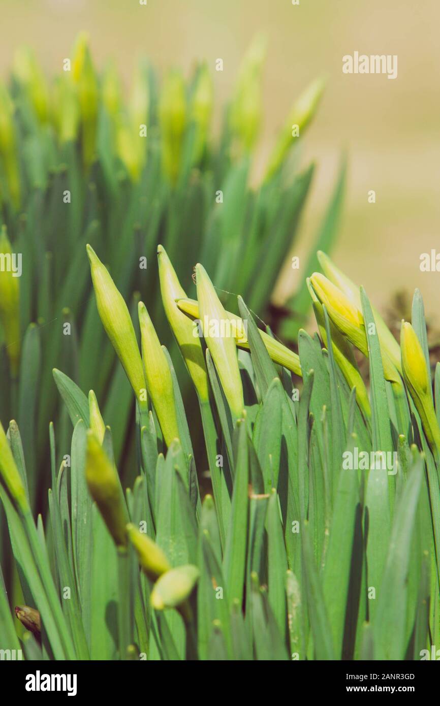 Schönen frischen Frühling Narzissen im Frühling Stockfoto