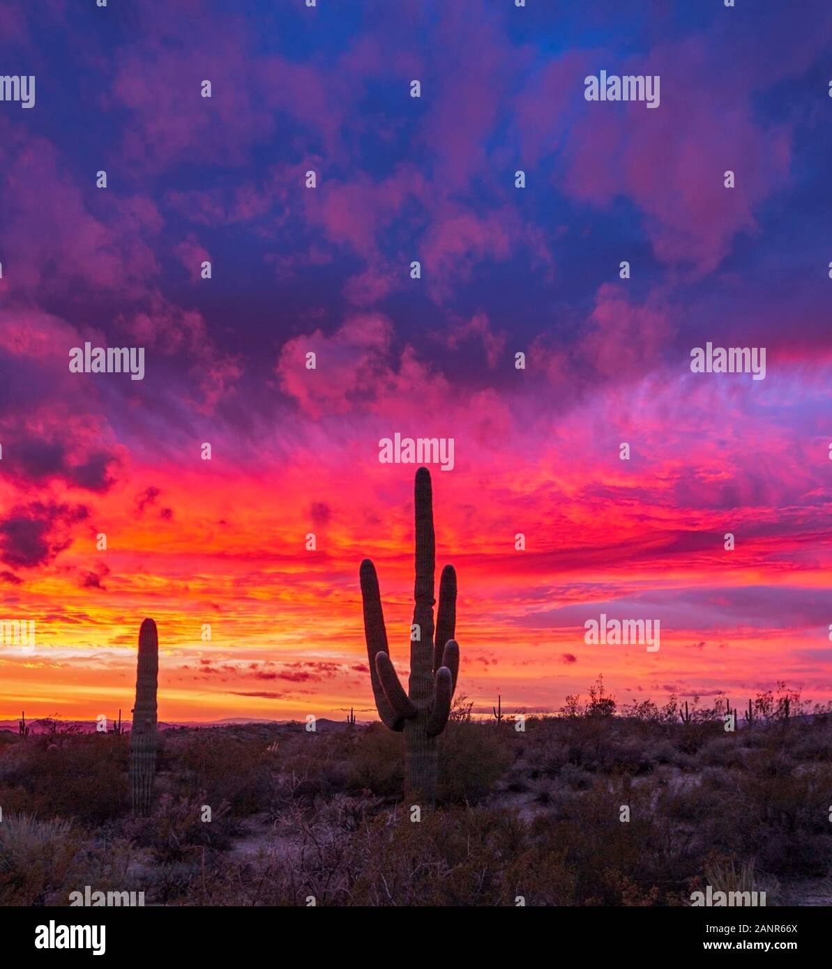 Epische und lebendige Wüste in Arizona Sunset Landschaft mit Saguaro Kakteen in North Scottsdale Stockfoto