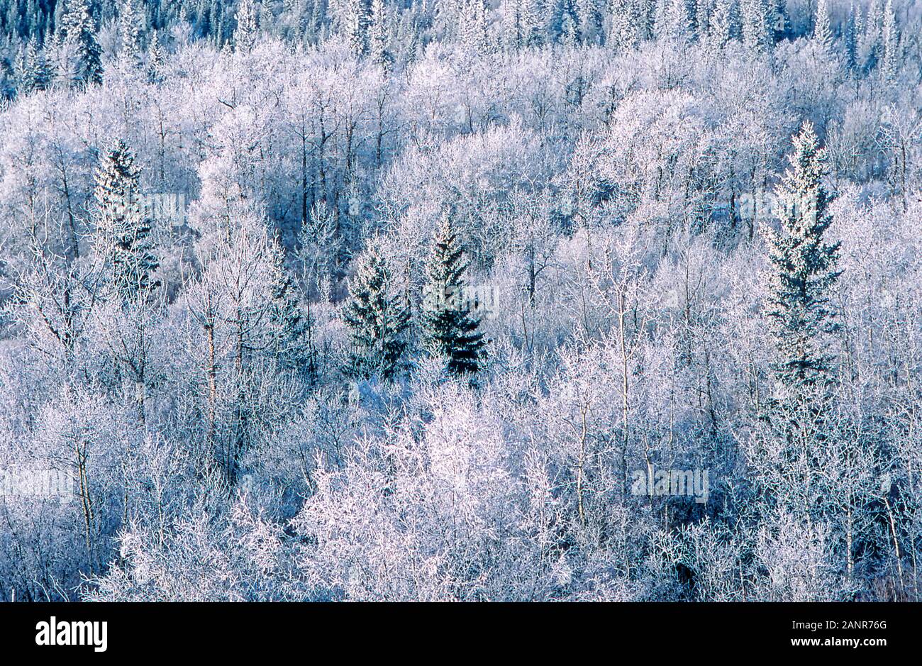 Raureif oder rime Eis auf Bäume in Alberta, Kanada während eines kalten Wintertag Stockfoto