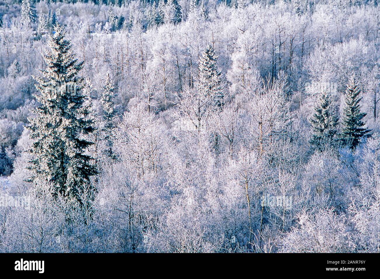 Raureif oder rime Eis auf Bäume in Alberta, Kanada während eines kalten Wintertag Stockfoto