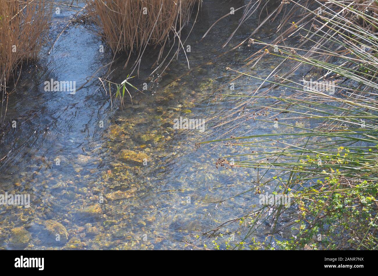 Unterlauf des Flusses Turia im Winter, Naturpark Turia, Valencia (Ostspanien) Stockfoto