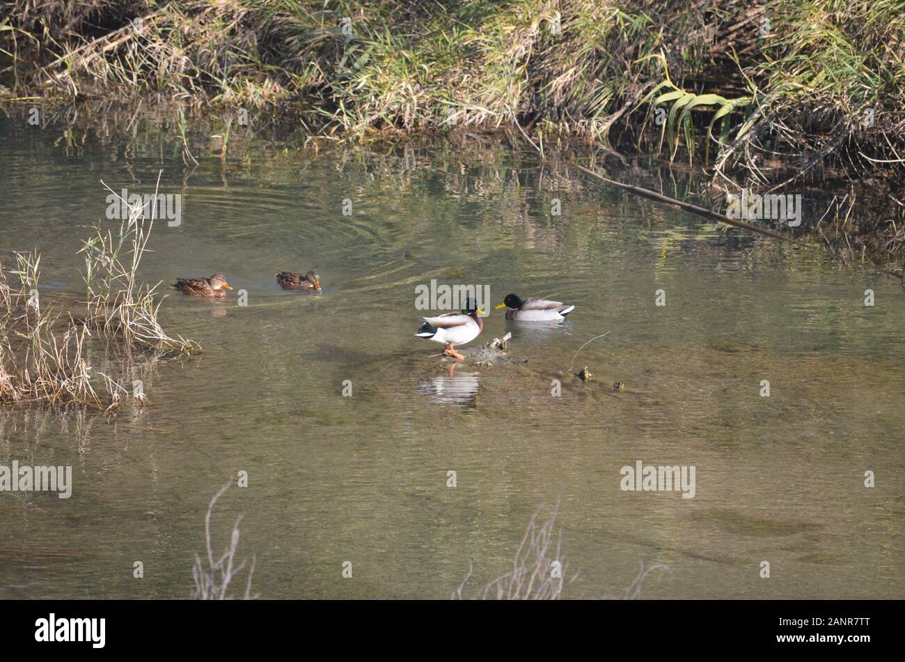 Unterlauf des Flusses Turia im Winter, Naturpark Turia, Valencia (Ostspanien) Stockfoto