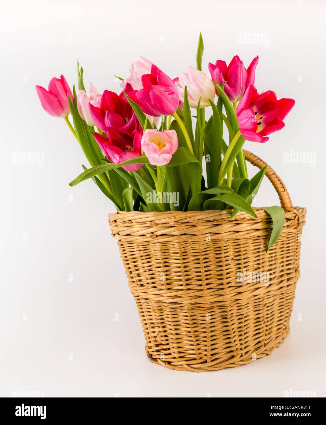 Strauß mit frischen Frühling Tulpen in einem Weidenkorb, auf weißem Hintergrund. Herzliche Gratulation. Valentinstag, Frühling, Ostern. Platz für Text. Stockfoto