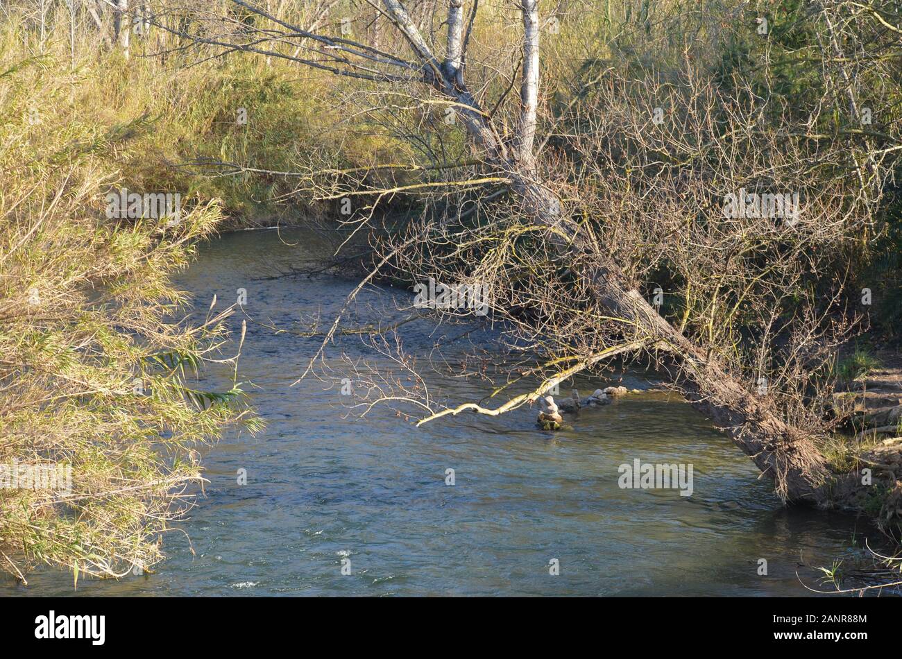 Unterlauf des Flusses Turia im Winter, Naturpark Turia, Valencia (Ostspanien) Stockfoto