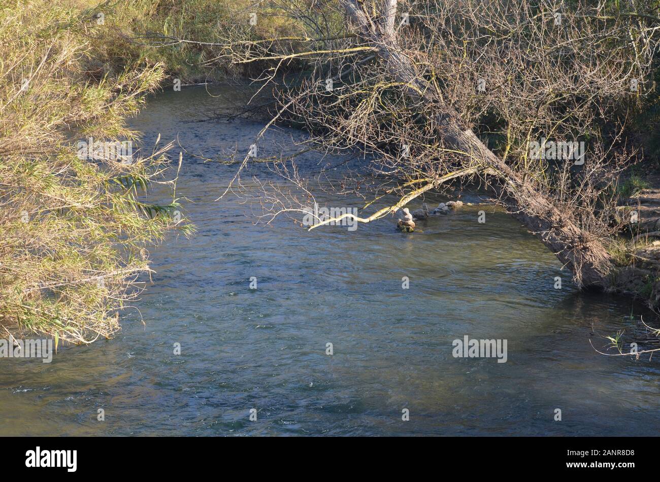Unterlauf des Flusses Turia im Winter, Naturpark Turia, Valencia (Ostspanien) Stockfoto