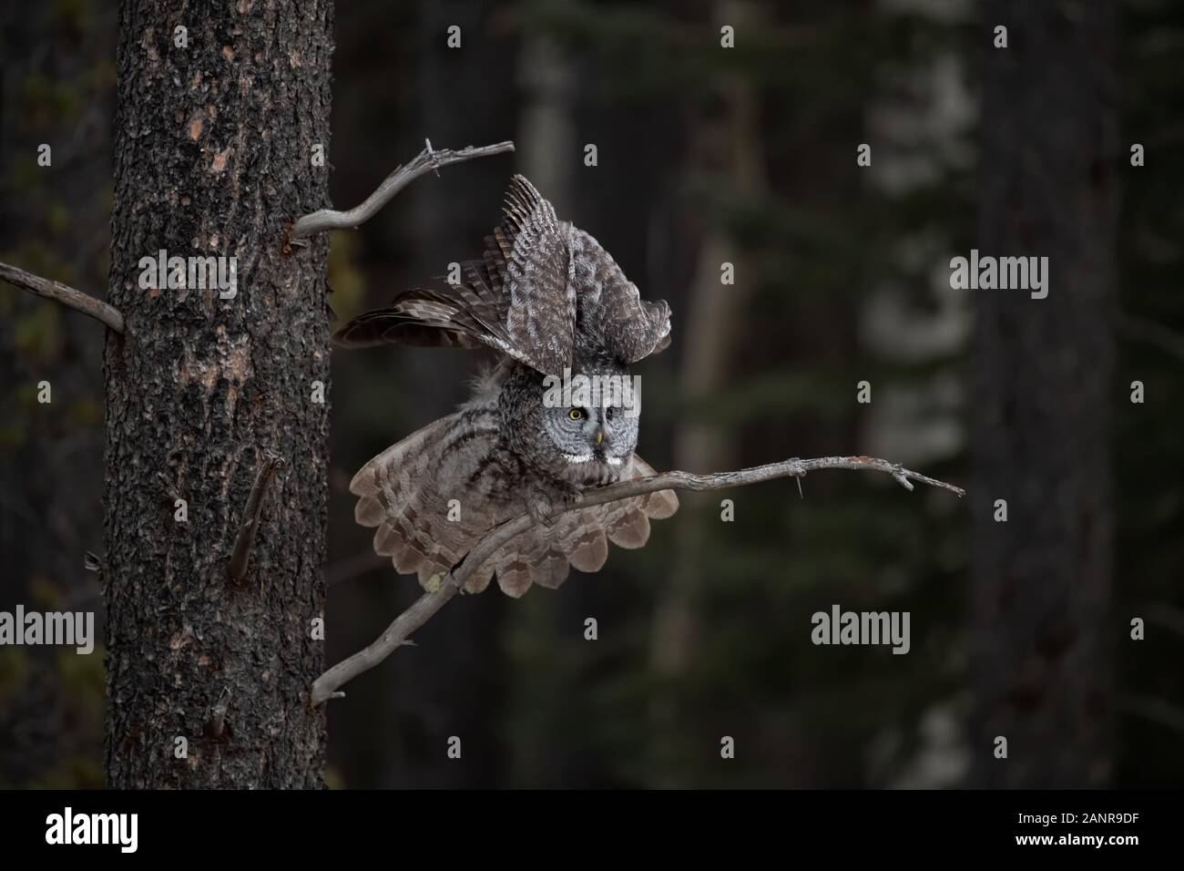 Bartkauz in Kanada Stockfoto