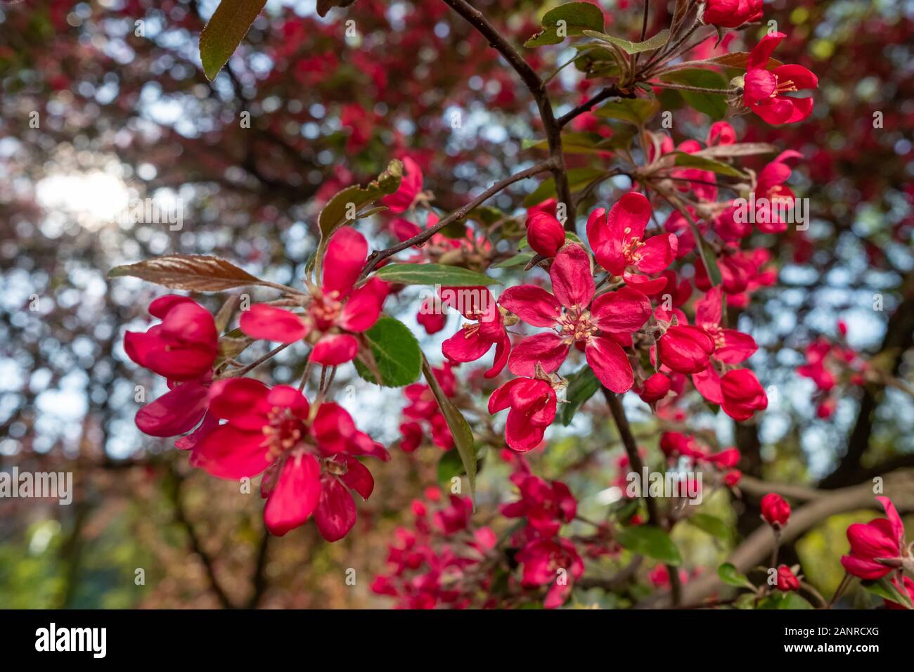 Red Crab Apple Blumen auf einem Apfelbaum in der Nähe bis in spirng Stockfoto