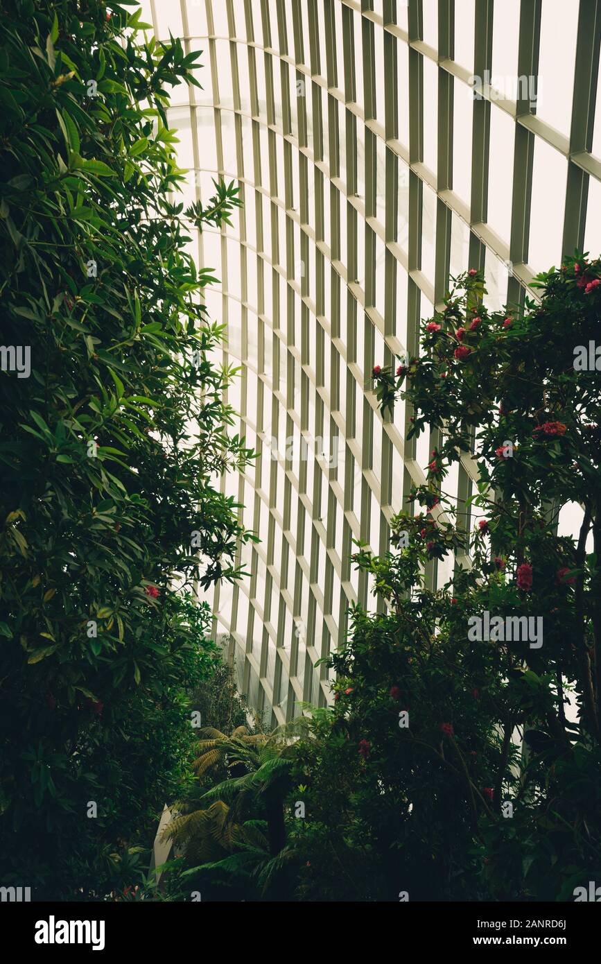 Die Cloud forest Kuppel in den Gärten beim Bay in Singapur Stockfoto