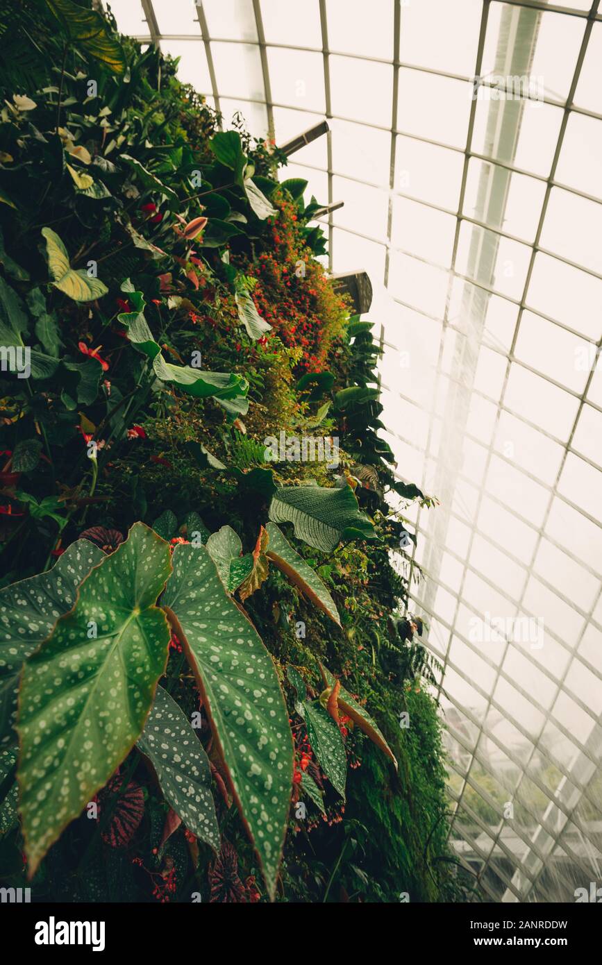 Die Cloud forest Kuppel in den Gärten beim Bay in Singapur Stockfoto