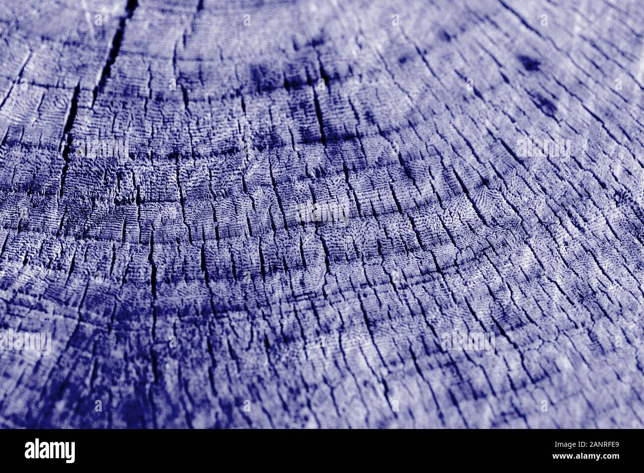 Baum geschnitten Textur hautnah. Holz- hintergrund blau getönt Stockfoto