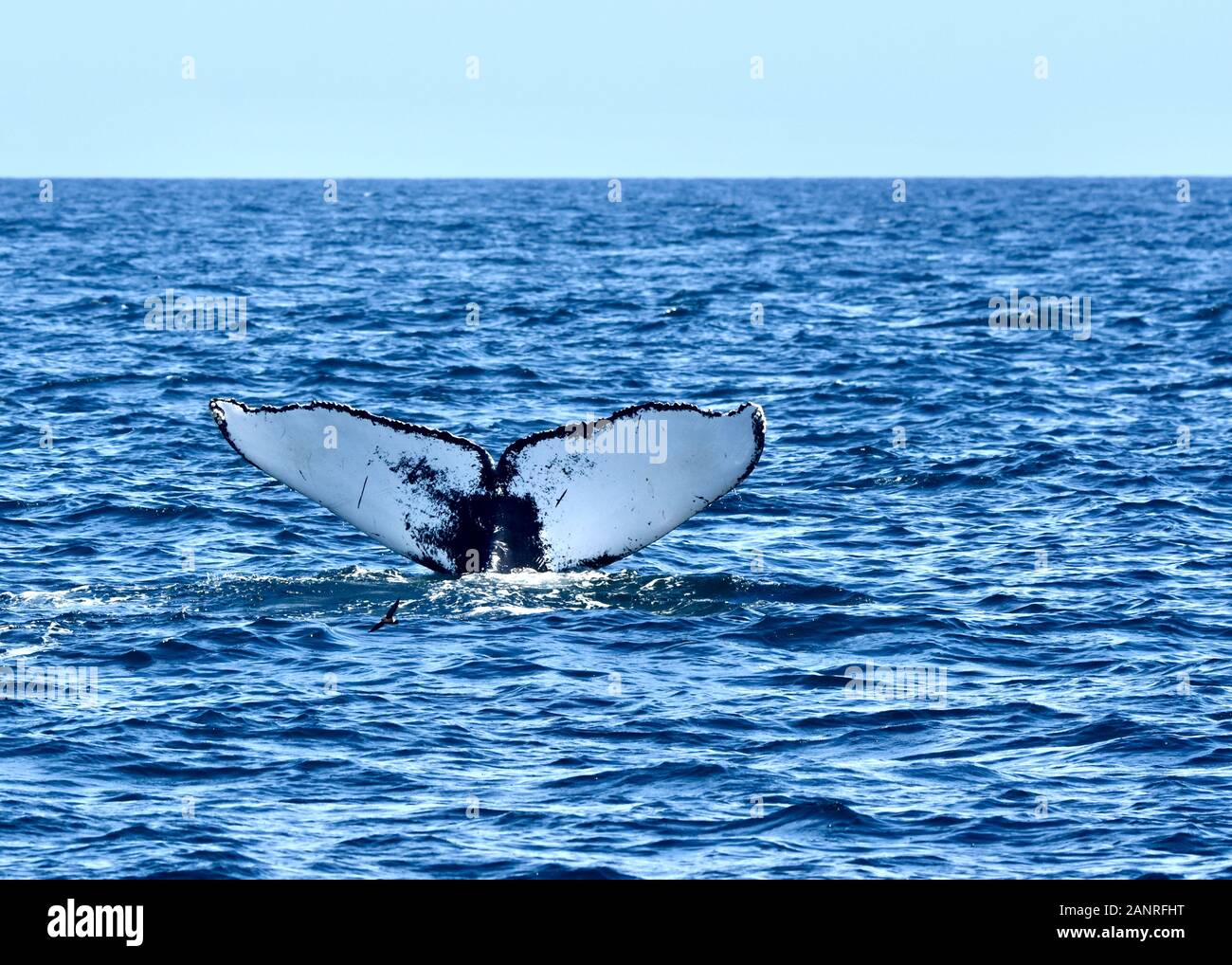 Einzigartige Muster von Schwarz und Weiß auf der Unterseite der Buckelwal Fluke (Megaptera novaeangliae) Great South Channel, Atlantik. Stockfoto