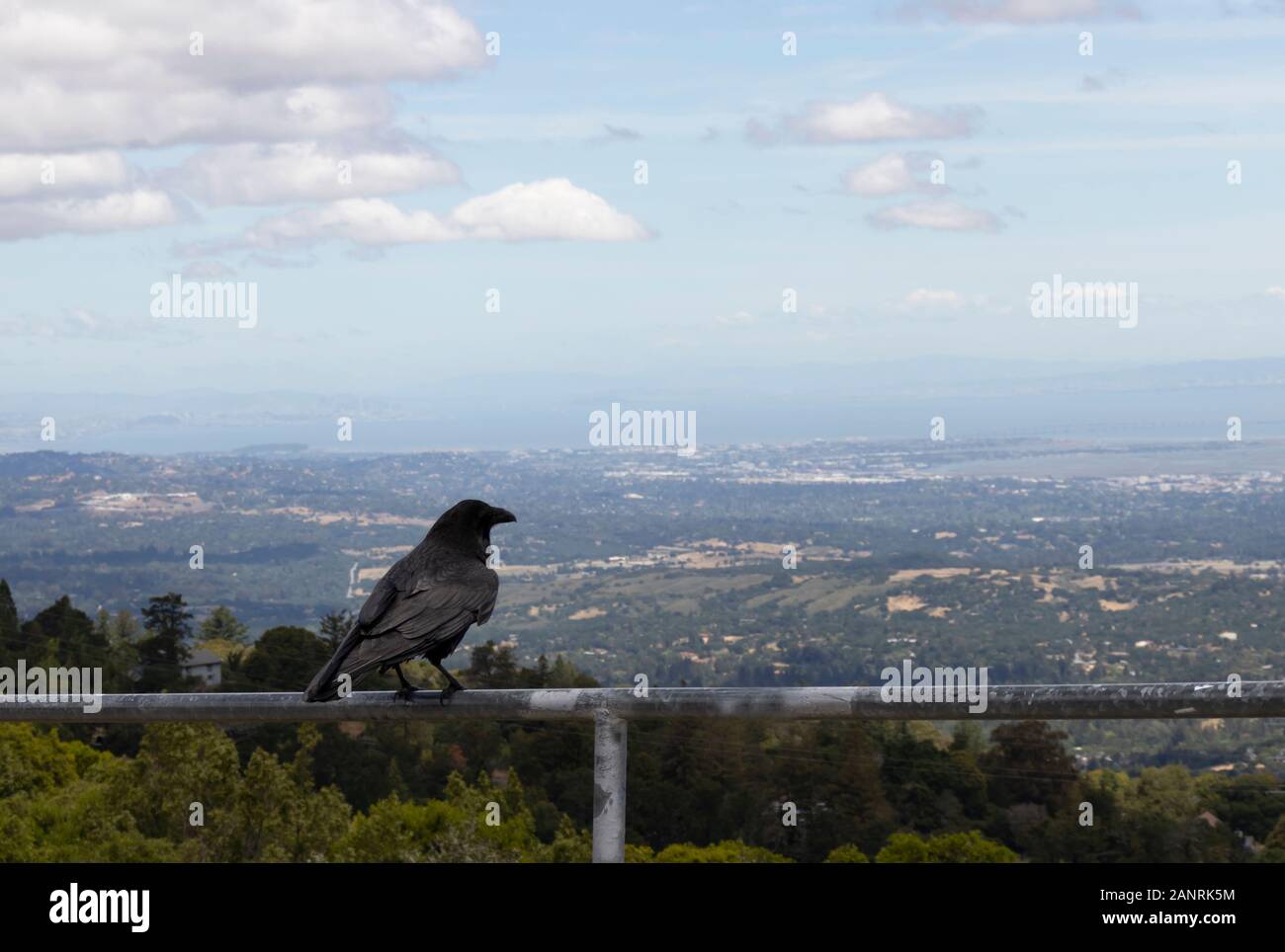 Eine Krähe, die in der Aussicht auf San Francisco und die Bucht. Stockfoto