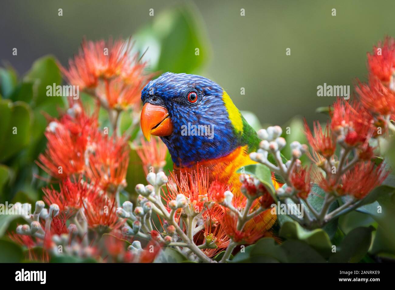 Farbenfroher Regenbogen Lorikeet, der sich von der Blüte ernährt. Stockfoto