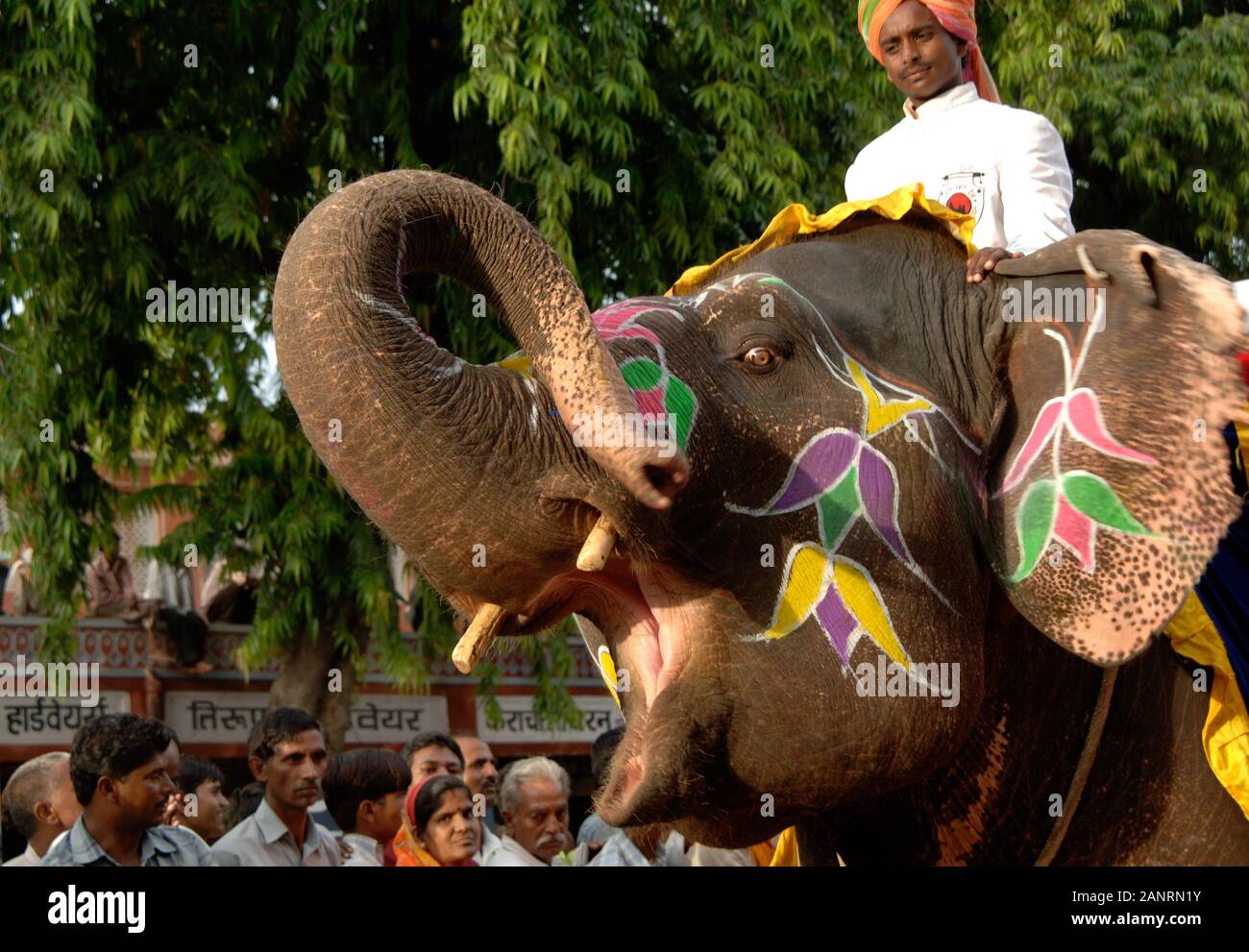 Teej Festival, gemalte Elefant in Teej farbenfrohe Prozession. Rajasthan, Indien. Stockfoto