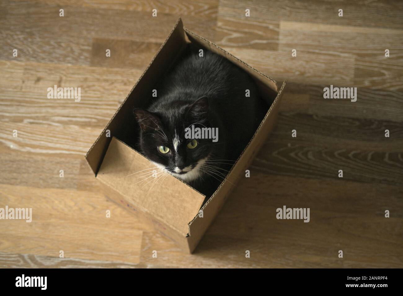 Schöne lange Haare Katze sitzt in einem Karton Papier und schauen in die Kamera. Innen- und Transportkonzept. Lustige Kitty Cat saß. Stockfoto