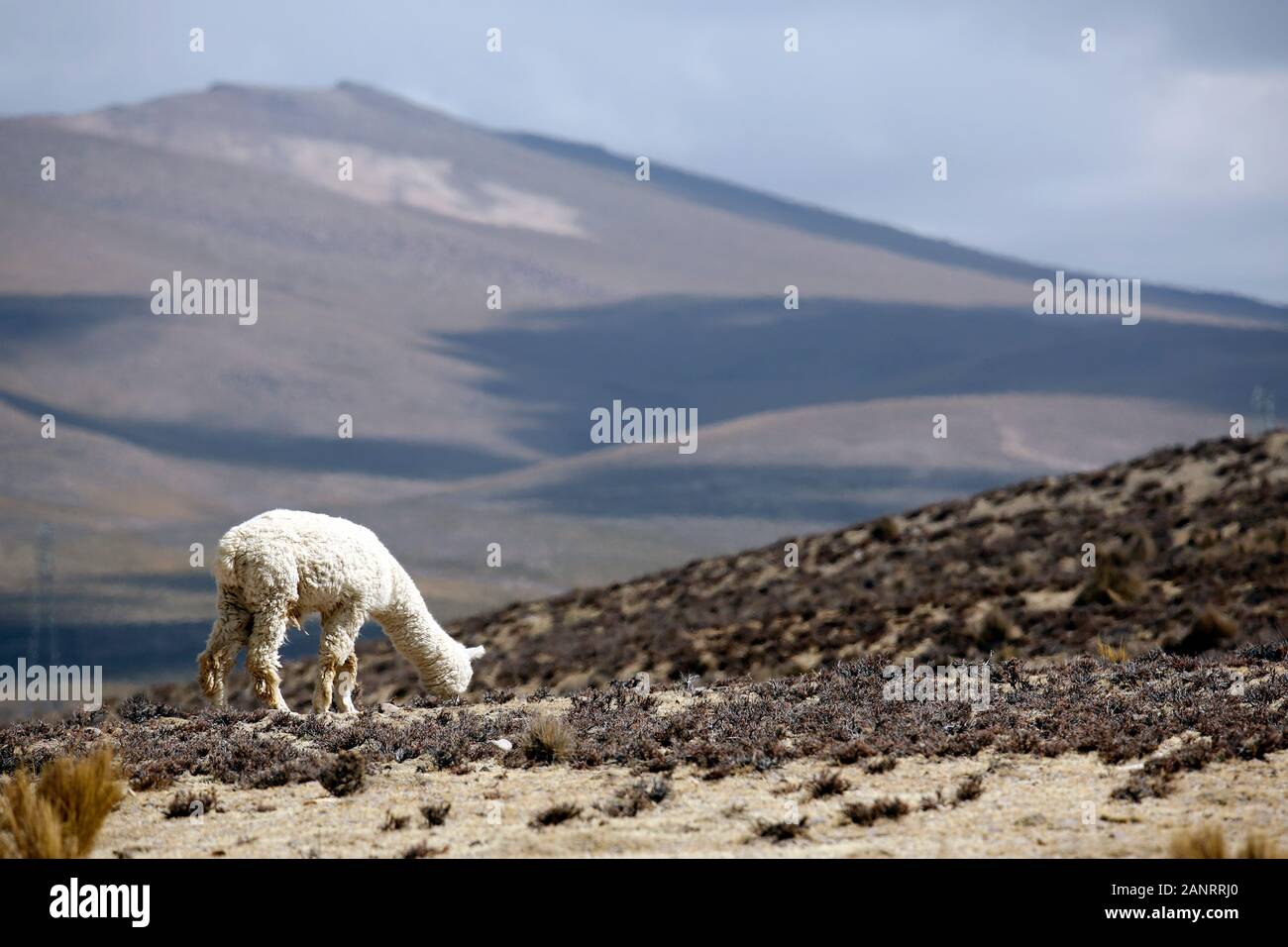 Alpaka (Vicugna pacos) Beweidung im Hochland von Peru. Stockfoto