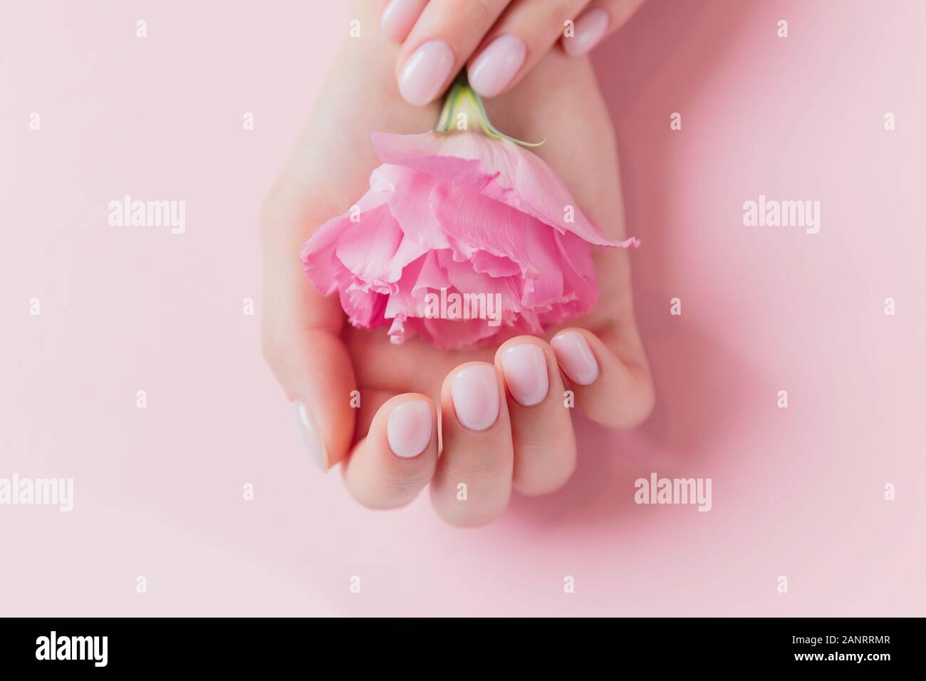 Solide Maniküre auf Mädchen Nägel mit Gel polnisch, Hände, die Blumen auf rosa Hintergrund. Konzept natürliche organische Hautpflege Stockfoto