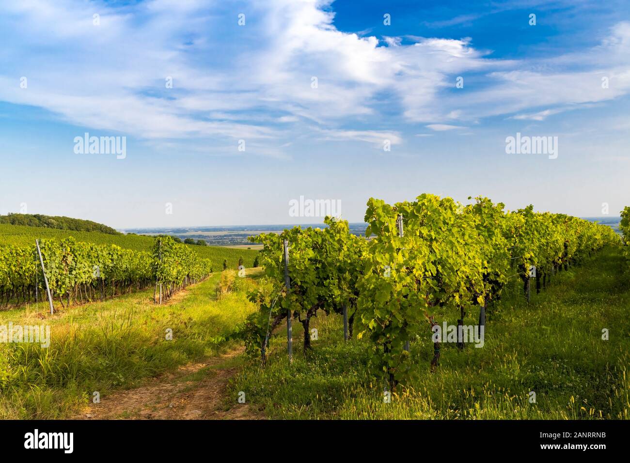 Weinberge in der Nähe von Villány, Baranya, Südungarn Stockfoto