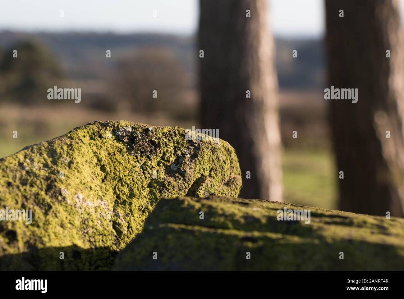 Detail von Moos auf sonnenbeschienenen Felsen und Bäume im Hintergrund Stockfoto