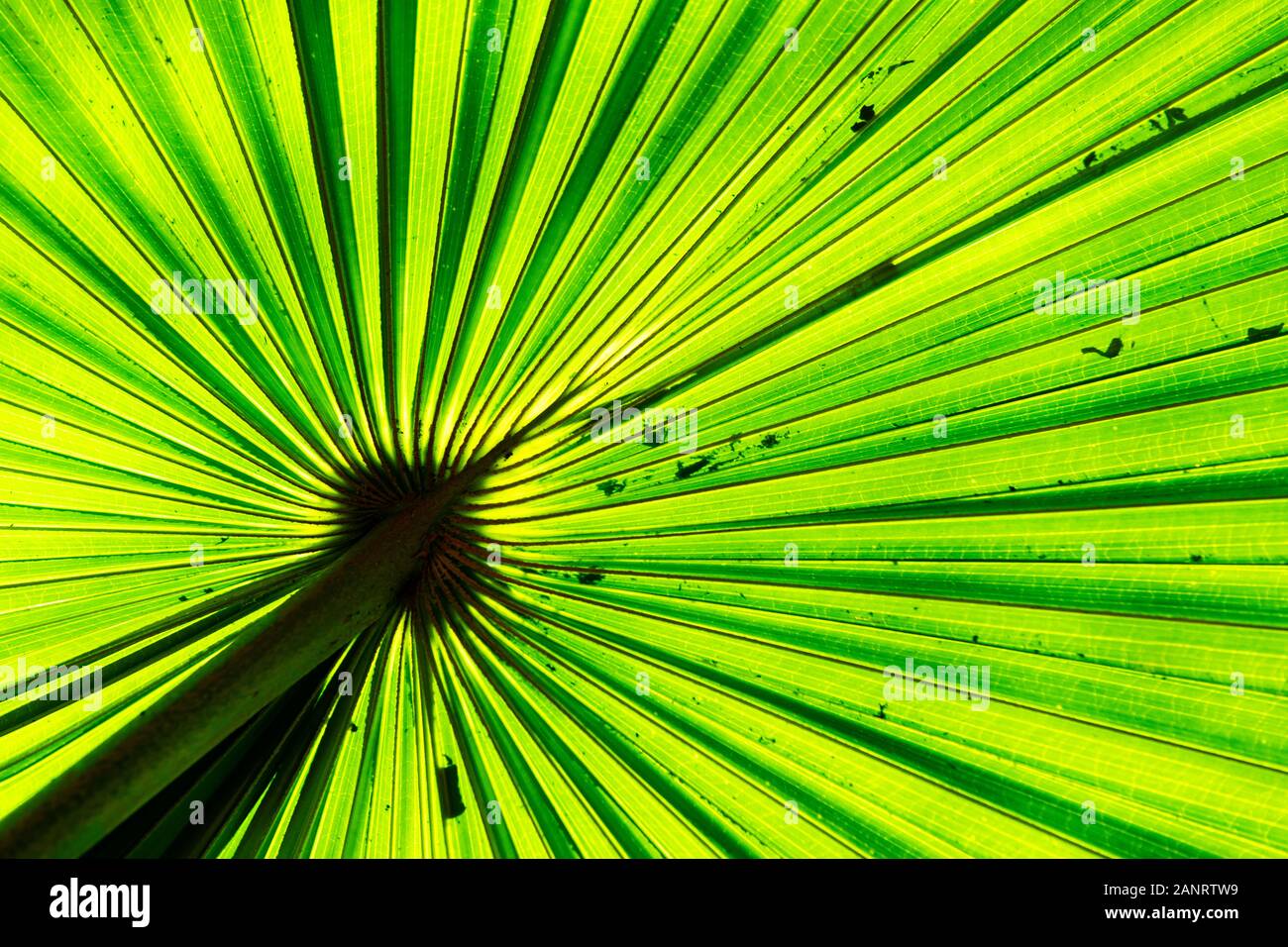 Details zu einem Palmblatt im tropischen Regenwald. Stockfoto