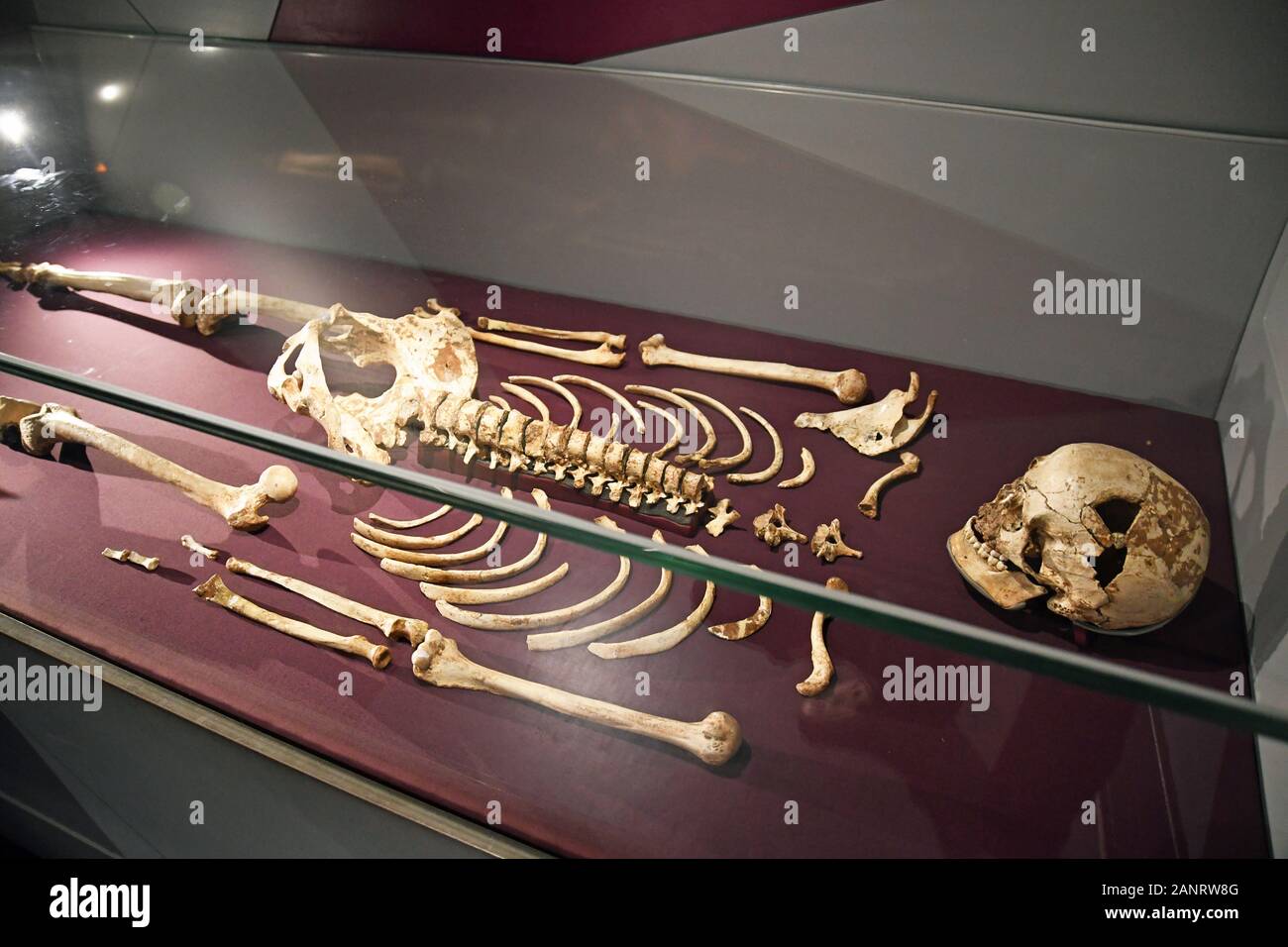 Cheddar Man Skelett in der Urgeschichte Galerie mit Blick auf die menschliche Evolution von Affen zu Menschen, das Natural History Museum, London, England, Großbritannien Stockfoto