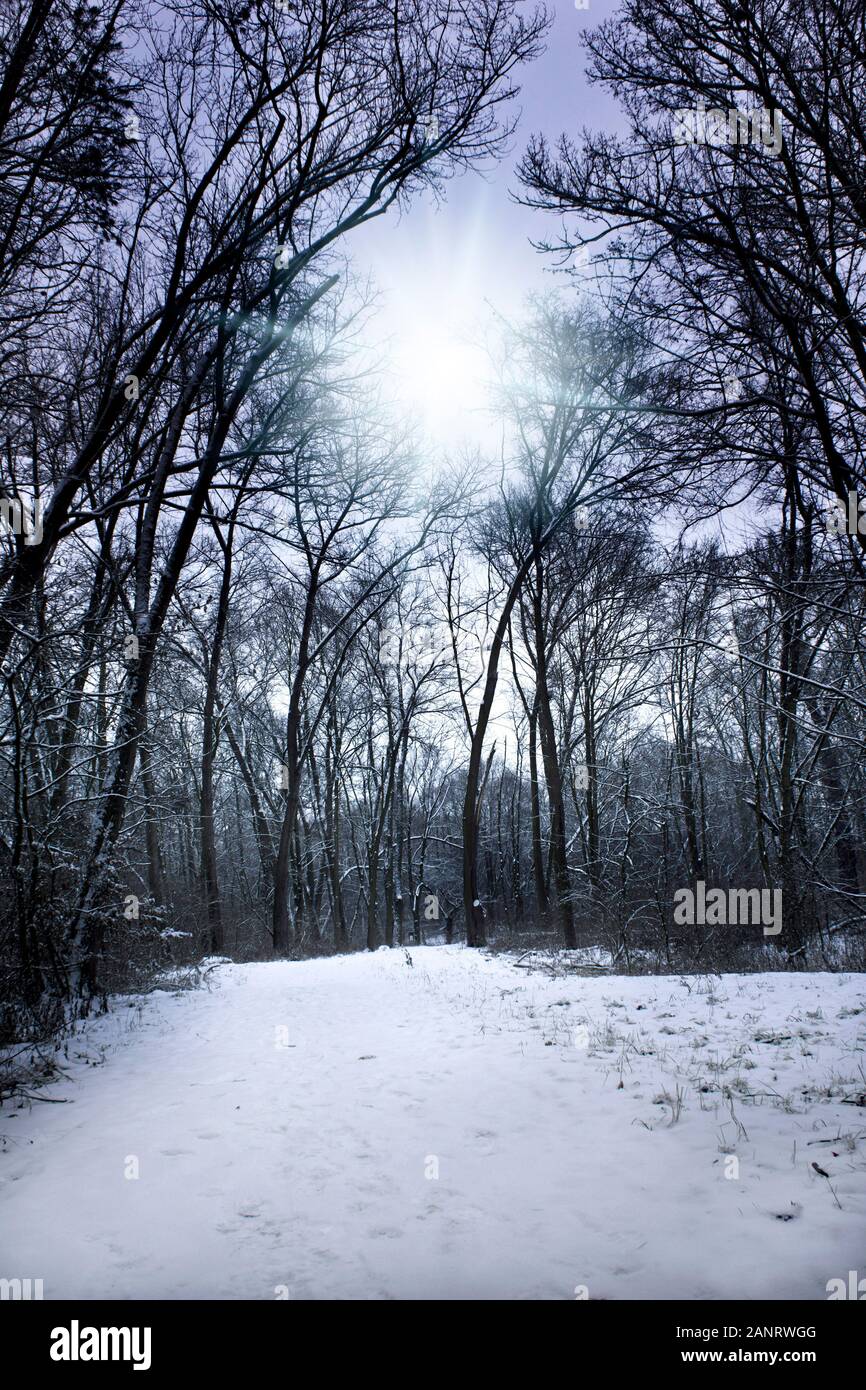 Winterlandschaft mit Sonne hinter Bäumen Stockfoto